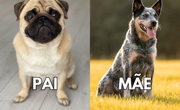 Conheça cachorro mistura de pug com boiadeiro australiano (Conheça cachorro mistura de pug com boiadeiro australiano)